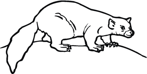 Ferret 25 Coloring Page